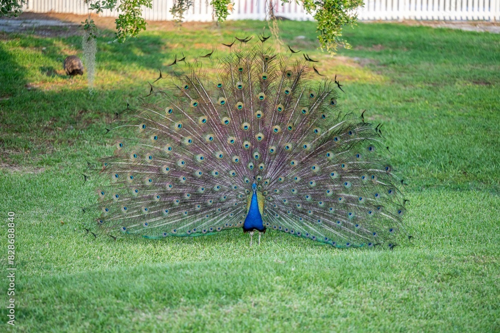 Obraz premium peacock