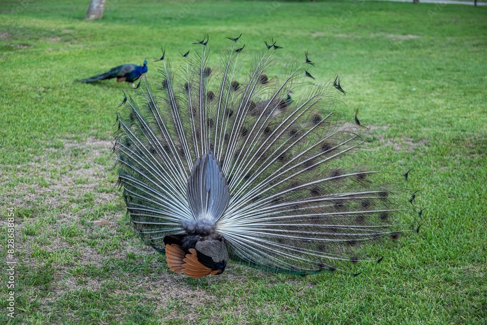 Obraz premium peacock