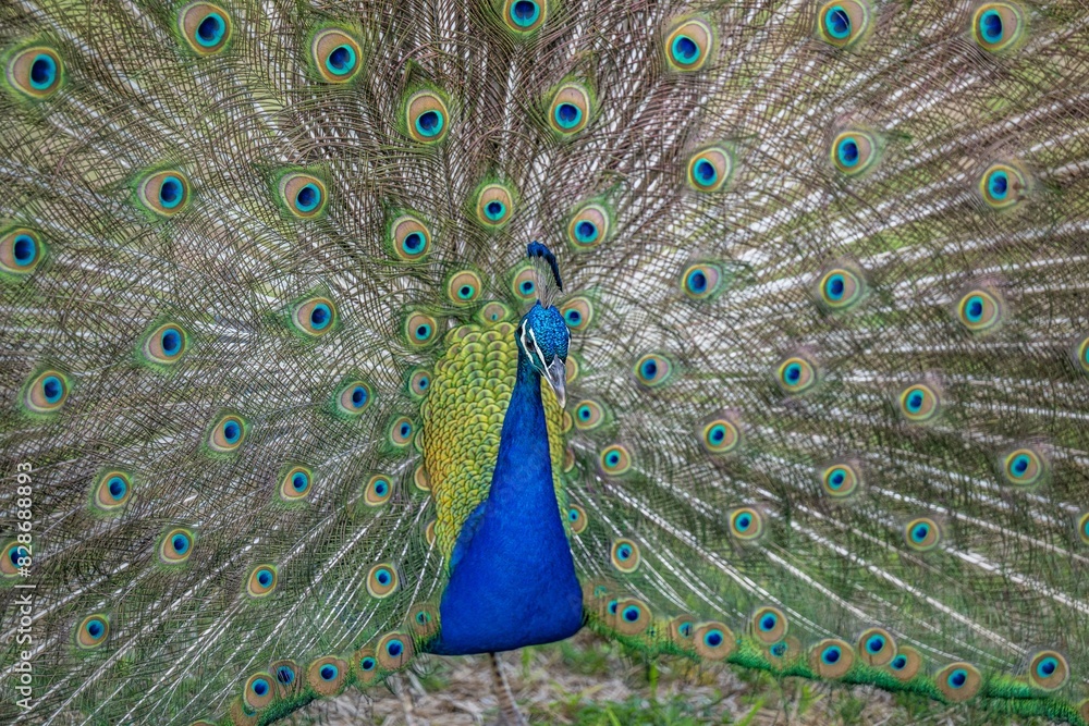 Obraz premium peacock