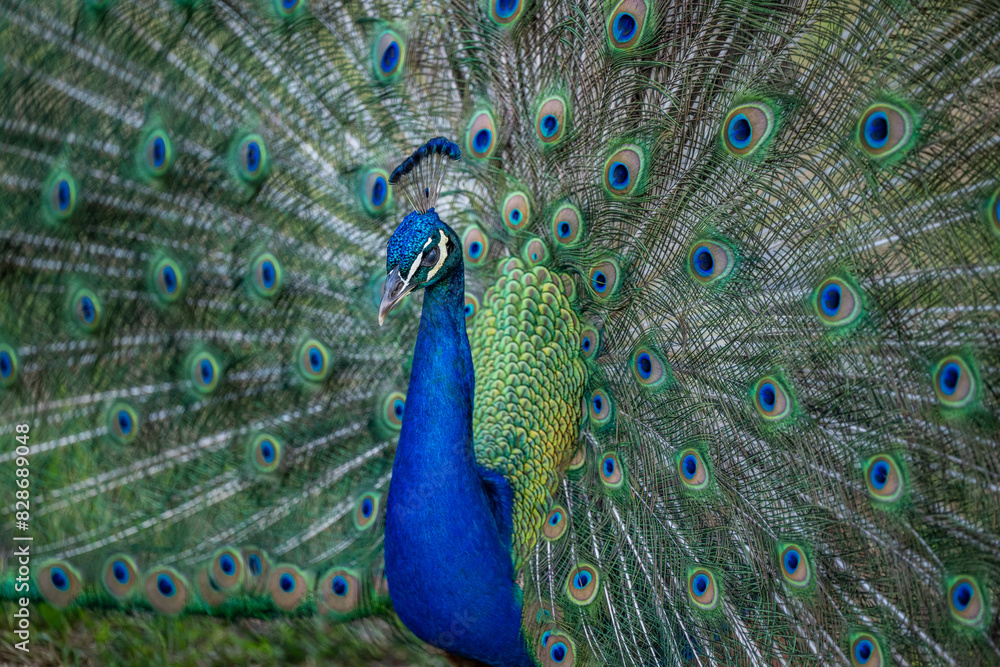 Obraz premium peacock