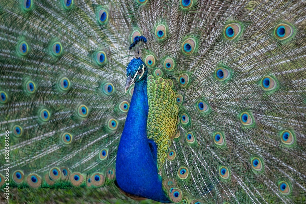 Obraz premium peacock