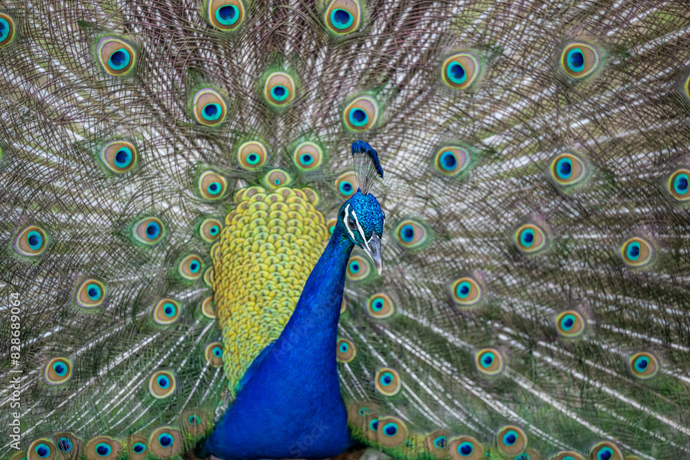 Obraz premium peacock