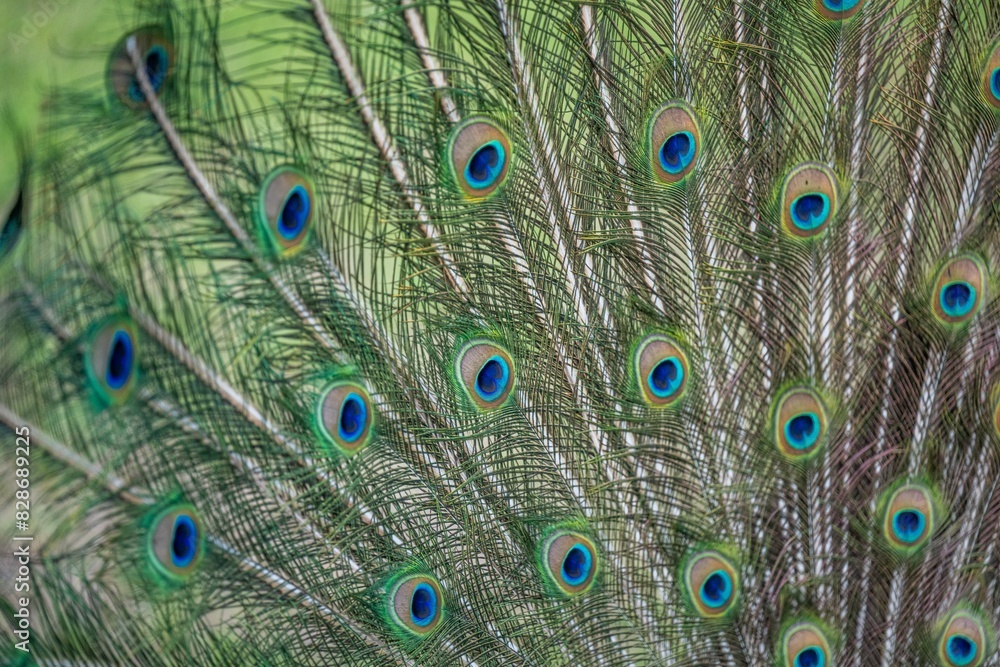 Obraz premium peacock