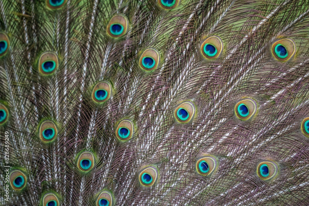 Fototapeta premium peacock