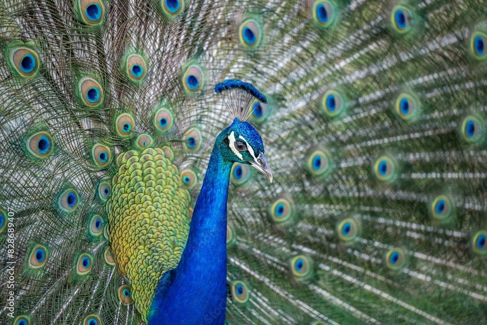 Obraz premium peacock