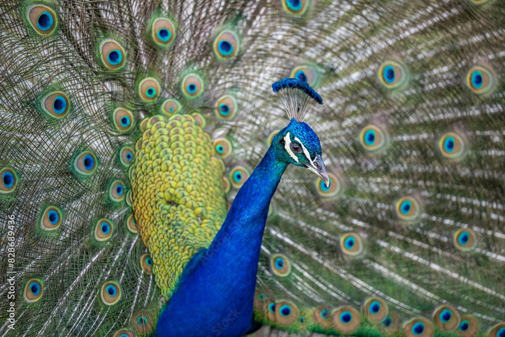Fototapeta premium peacock