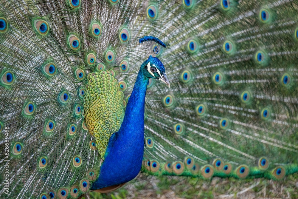 Obraz premium peacock
