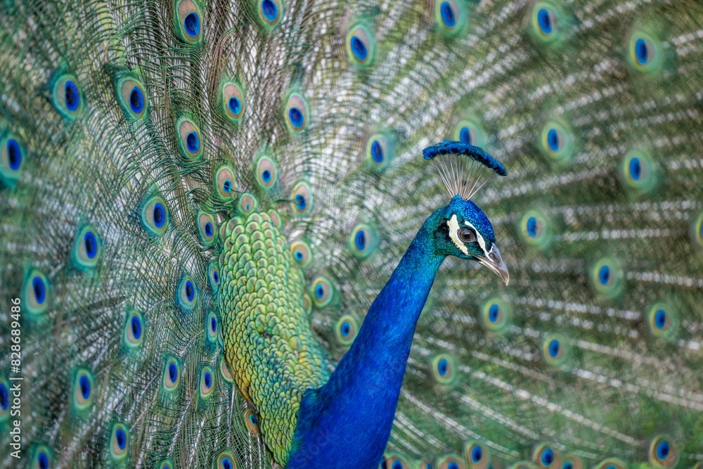 Fototapeta premium peacock