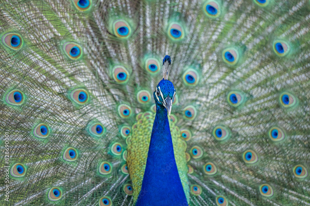 Fototapeta premium peacock