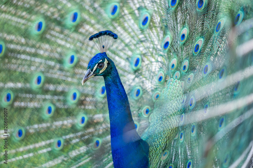 Obraz premium peacock