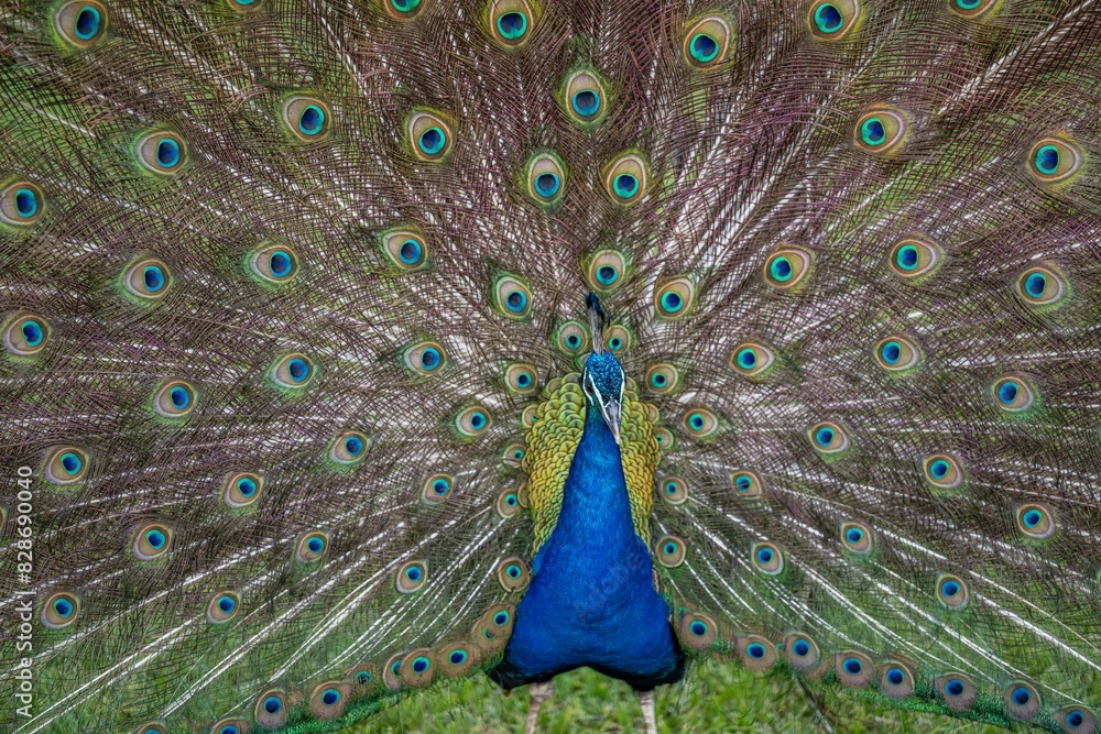 Naklejka premium peacock