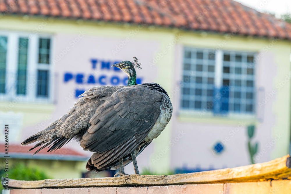 Fototapeta premium peacock