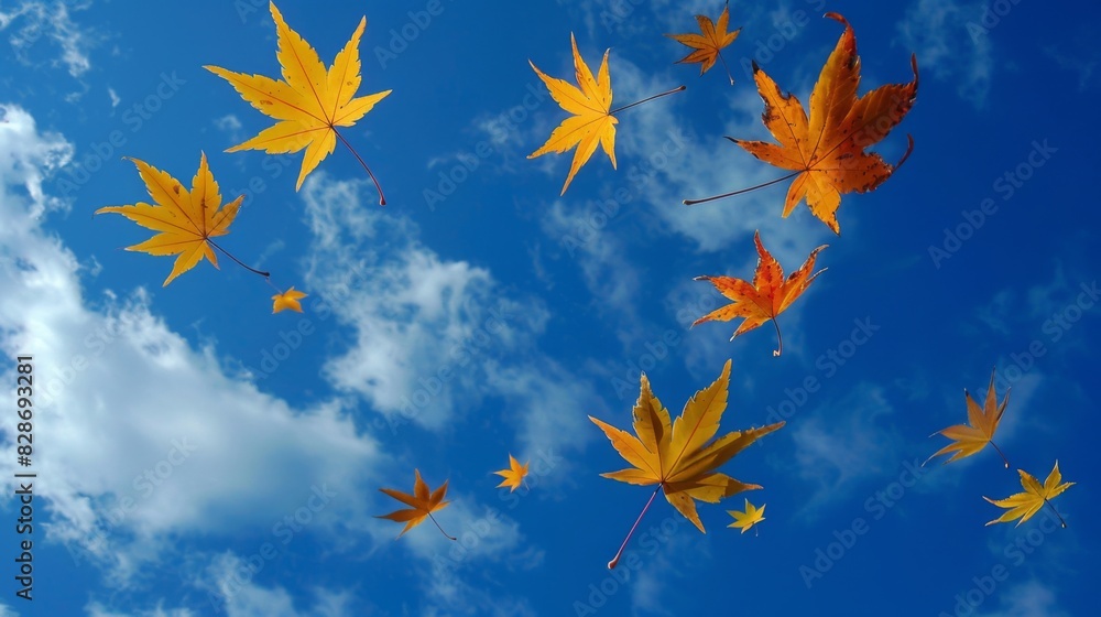 Falling red maple leaves under the sky landscape background Falling red maple leaves under the sky landscape background