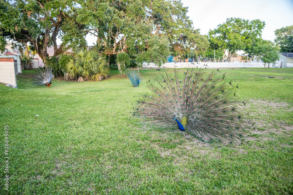 Obraz premium Fort Pierce, Florida
