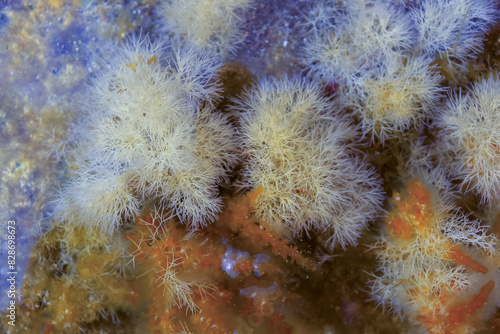 (Corallina elongata), red calcareous algae on rocks in the splash zone on the island of Gozo, Malta photo