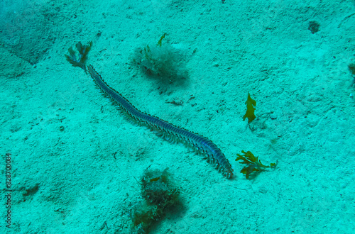 Bearded Fireworm (Hermodice carunculata), dangerous poisonous marine worm crawls on the sand at the bottom of the sea, Malta photo