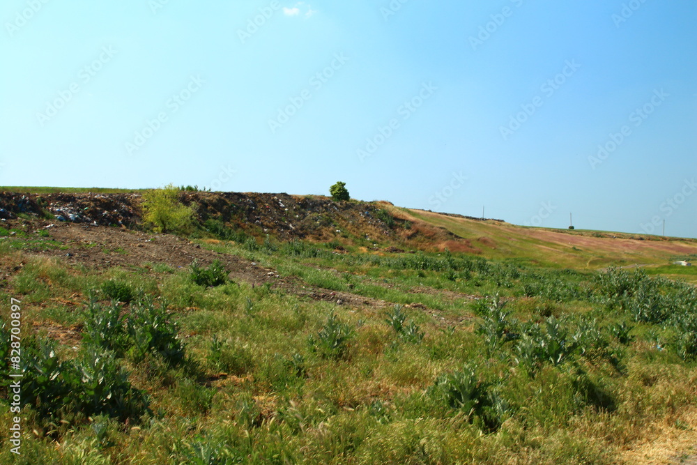 A grassy hill with bushes