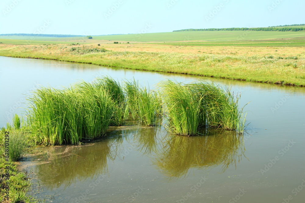 A swampy area with plants A swampy area with plants