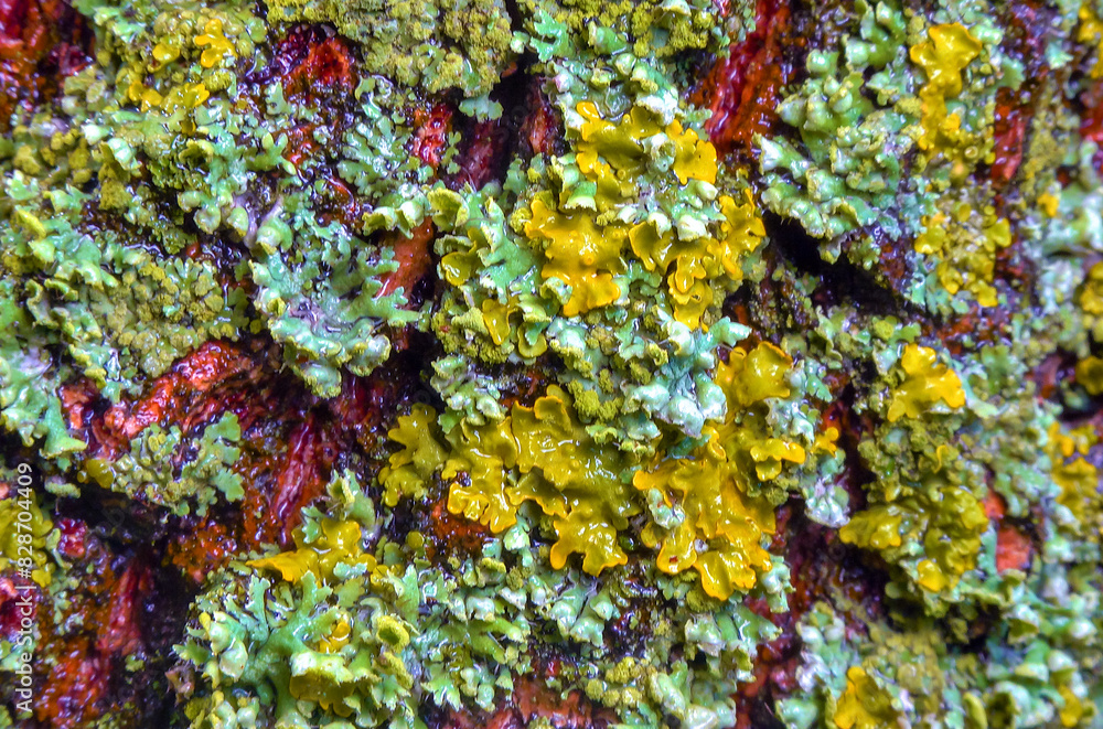 Lichens overgrown tree trunk, symbiosis of fungus and algae, indicator species Lichens overgrown tree trunk, symbiosis of fungus and algae, indicator species