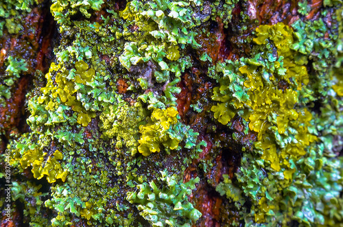 Lichens overgrown tree trunk, symbiosis of fungus and algae, indicator species photo