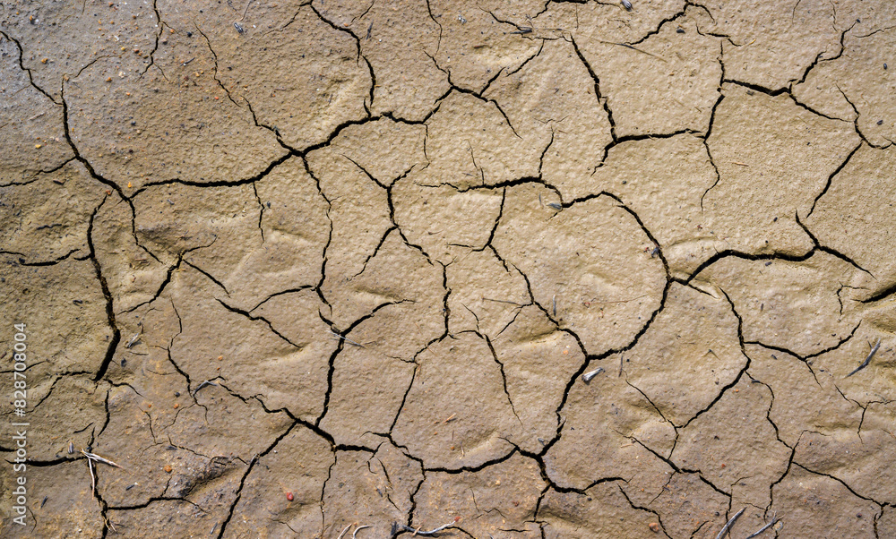 Dry cracked green with traces of white salt on the shore of a natural reservoir, Ukraine. Dry cracked green with traces of white salt on the shore of a natural reservoir, Ukraine.
