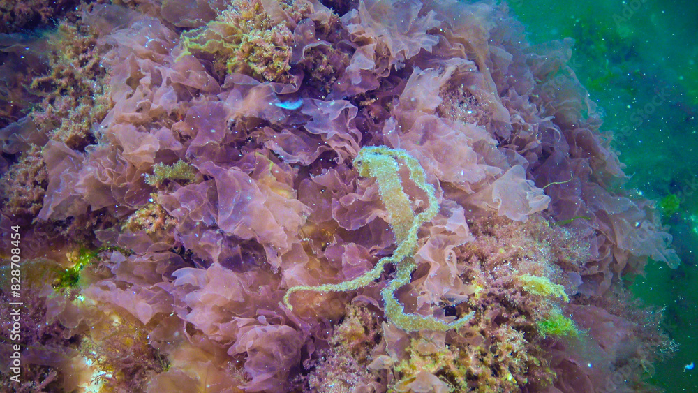 Naklejka premium Underwater landscape, Black Sea. Green, red and brown algae on the seabed