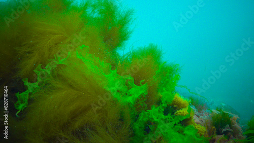 Underwater landscape  Black Sea. Green  red and brown algae on the seabed