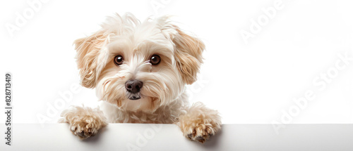 Adorable fluffy dog with expressive eyes peeking over a white ledge, perfect for adding text or advertisement, against a clean white panorama background, AI-generated