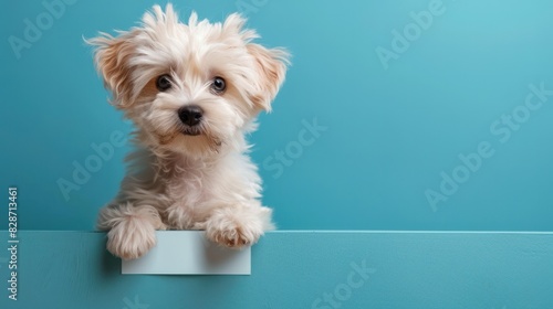 Adorable fluffy puppy with curious eyes peeking over a blue ledge, perfect for adding text or advertisement, against a vibrant blue background, AI-generated