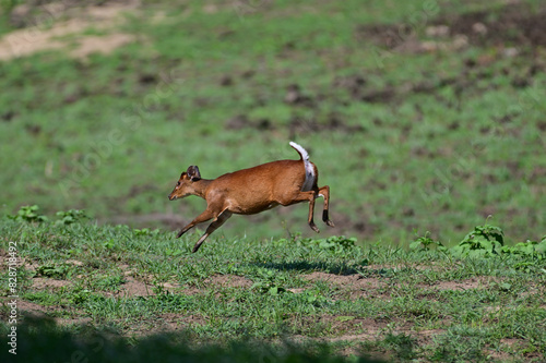 Muntjacs also known as the barking deer or rib-faced deer, are small deer of the genus Muntiacus native to South Asia and Southeast Asia. photo