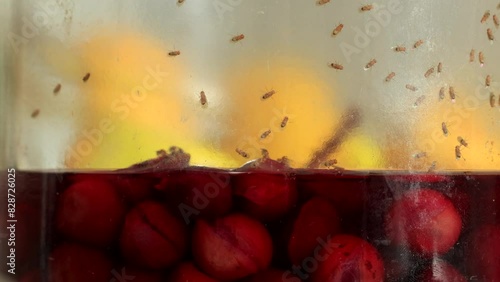 Drosophila fruit flies in a jar with sour compote