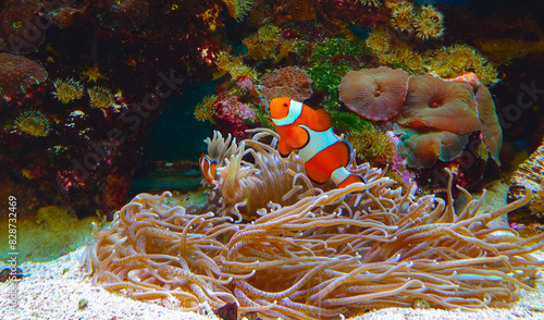 Photography Clown fish, Anemonefish (Amphiprion ocellaris) swim among the tentacles of anemo