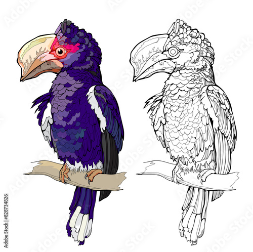 Colorful and black and white page for coloring book. Illustration of a cute African trumpeter hornbill. Printable worksheet for children. Flat clip-art drawing. Vector cartoon image. Animals for kids