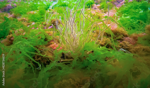 Underwater landscape, Black Sea. Green, red and brown algae on the seabed photo