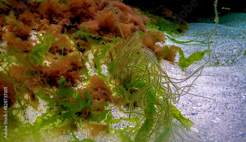 Underwater landscape, Black Sea. Green, red and brown algae on the seabed