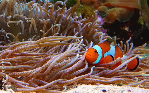 Clown fish, Anemonefish (Amphiprion ocellaris) swim among the tentacles of anemones photo