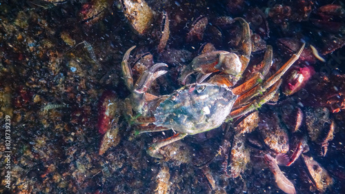 Invasive species, Big Green crab (Carcinus maenas) crab on a stone with mussels photo