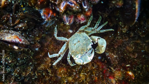 Brachinotus sexdentatus - small Black Sea crab among mussels photo