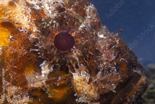 Poisonous dangerous fish,  European black scorpionfish (Scorpaena porcus), Fish of the Black Sea photo