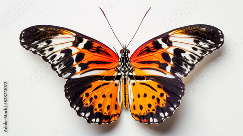 butterfly specimen © 钟洁 陈
