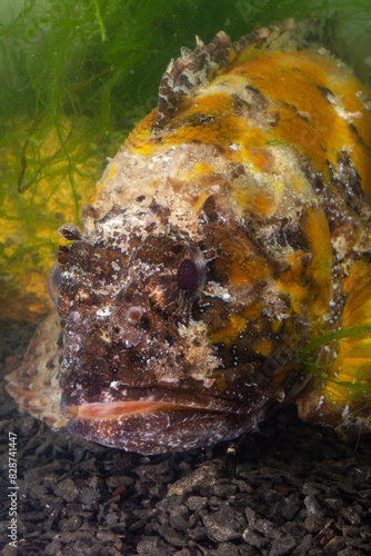 Poisonous dangerous fish,  European black scorpionfish (Scorpaena porcus), Fish of the Black Sea photo