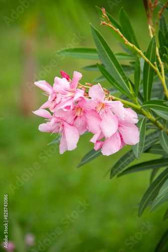 Fleur