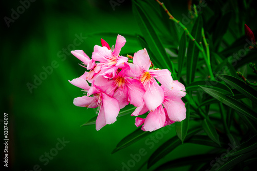 Fleur