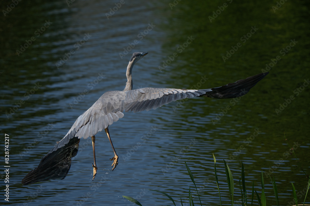 Naklejka premium Great Blue Heron taking flight