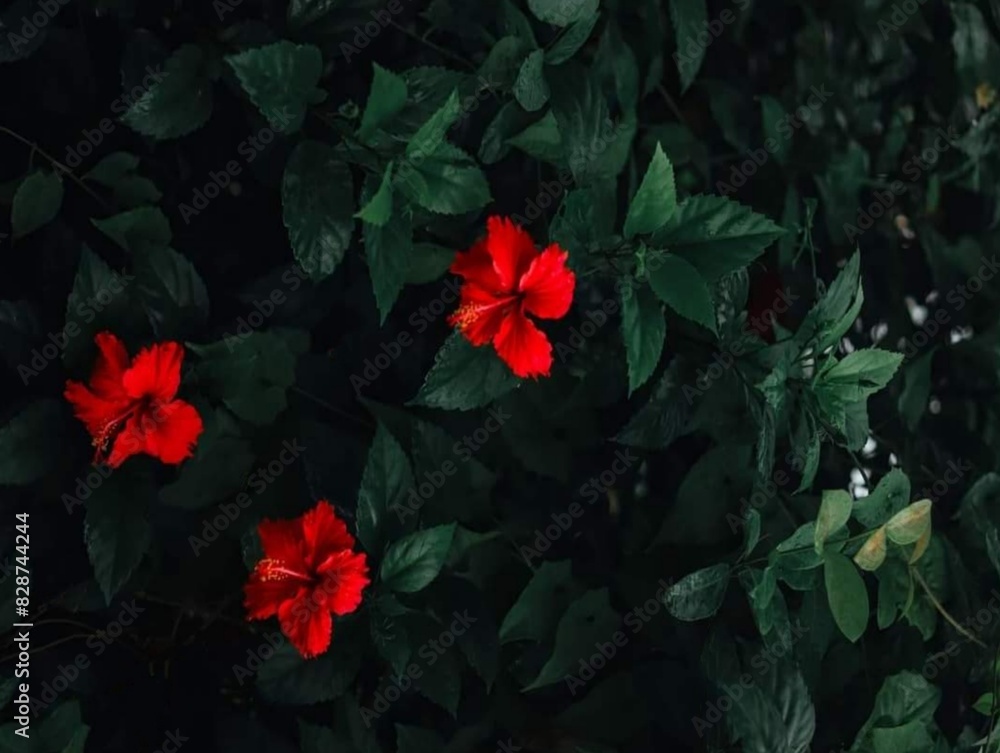 The green background picture of a hibiscus tree has green branches and leaves. In front are the hibiscus flowers. There are three bright red flowers, the petals are thin and stacked in many layers. The green background picture of a hibiscus tree has green branches and leaves. In front are the hibiscus flowers. There are three bright red flowers, the petals are thin and stacked in many layers.
