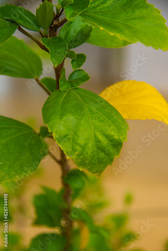 Fleur