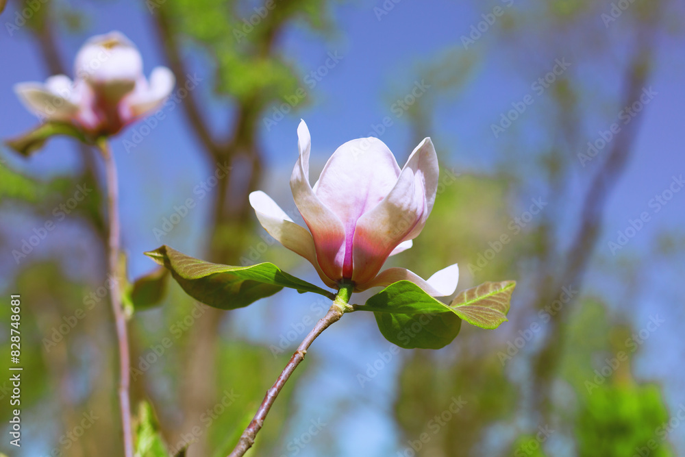 Blooming beautiful pink magnolia in spring