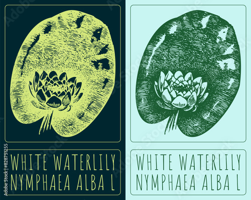 Vector drawing WHITE WATERLILY. Hand drawn illustration. The Latin name is NYMPHAEA ALBA L