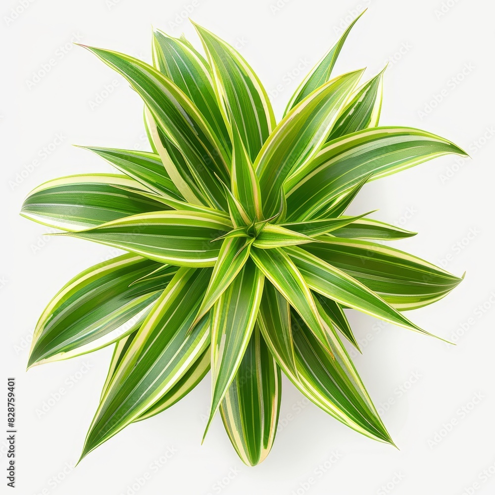 Top view of a green and yellow Dracaena Marginata plant isolated on a white background.