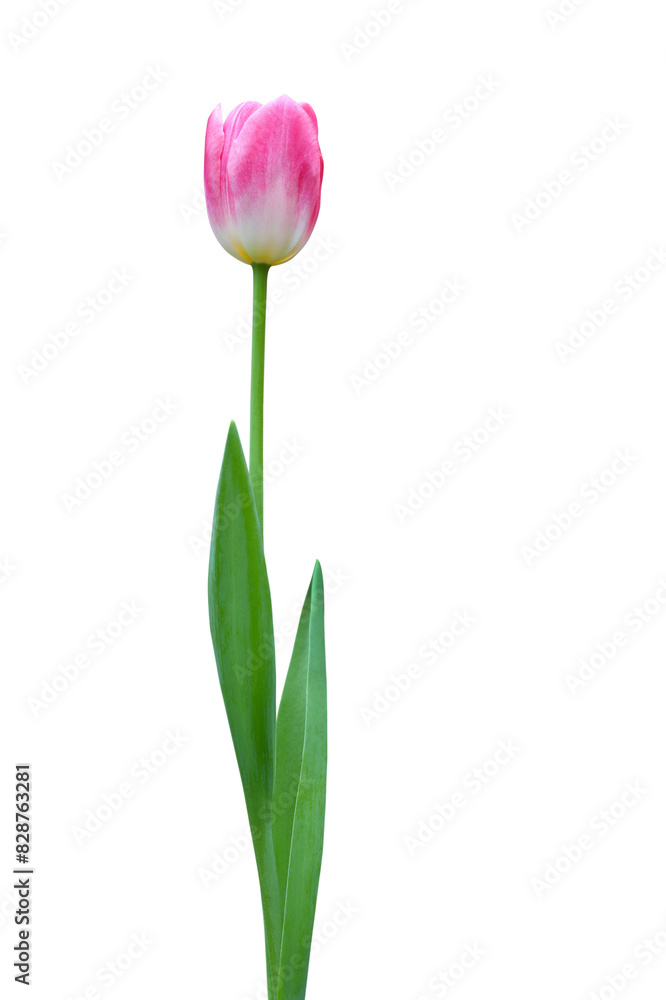 Pink tulip isolated on transparent background png file Pink tulip isolated on transparent background png file